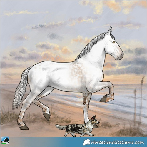 Horse Color:Gray Chocolate Palomino Dun Sabino Appaloosa 