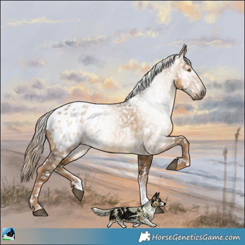 Horse Color:Gray Chocolate Palomino Dun Sabino Appaloosa 