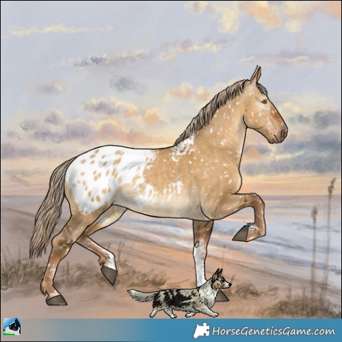 Horse Color:Gray Chocolate Palomino Dun Sabino Appaloosa 