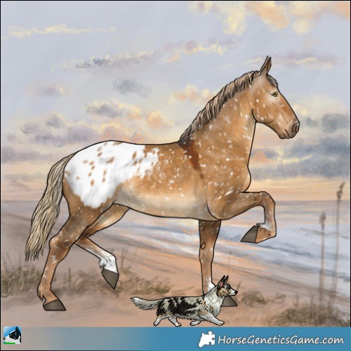 Horse Color:Gray Chocolate Palomino Dun Sabino Appaloosa