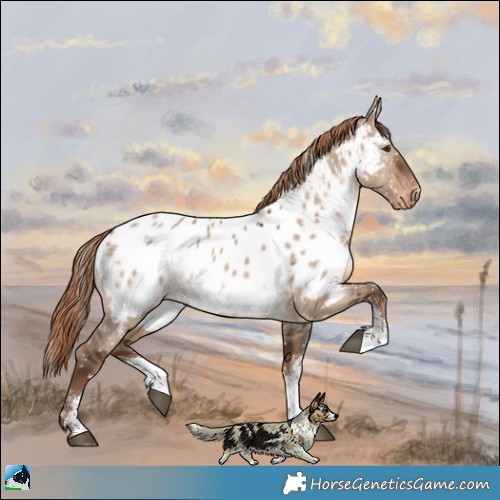 Horse Color:Liver Red Dun Sabino Appaloosa