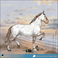 Horse Color:Liver Red Dun Sabino Near Leopard
