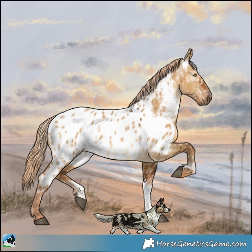Horse Color:Gray Chocolate Palomino Dun Sabino Appaloosa