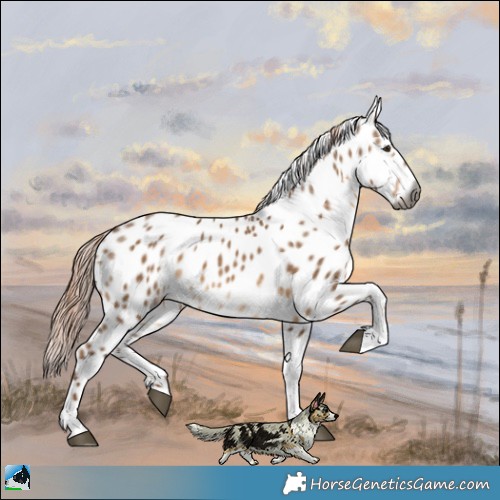 Horse Color:Gray Liver Red Dun Sabino Appaloosa