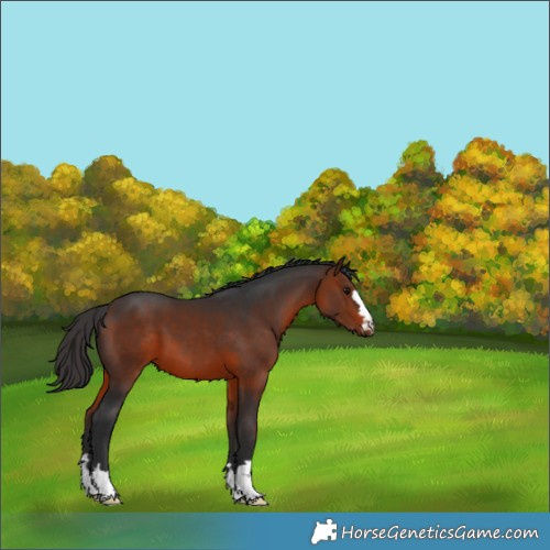 Horse Color:Bay 