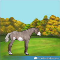 Horse Color:Silver Blue Roan Frame