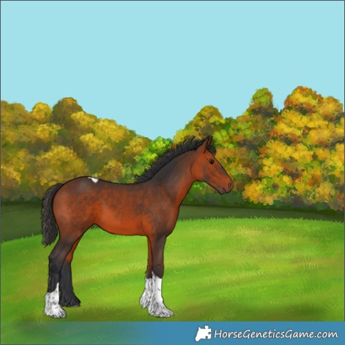 Horse Color:Bay Tobiano 