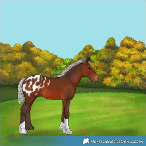 Horse Color:Silver Brown Tobiano Blanket 