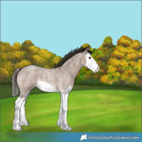 Horse Color:Liver Red Dun Roan Splash 