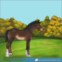 Horse Color:Liver Chestnut Tobiano 