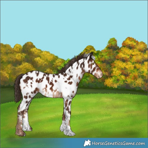 Horse Color:White Spotted Liver Chestnut Near Leopard 