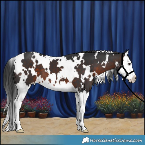 Horse Color:White Spotted Brown Splash 