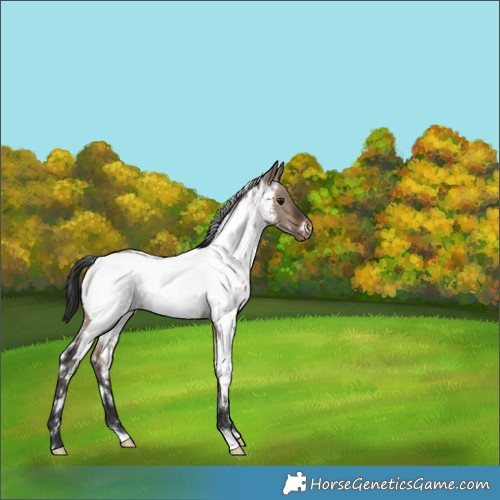 Horse Color:White Spotted Brown Dun Near Fewspot 