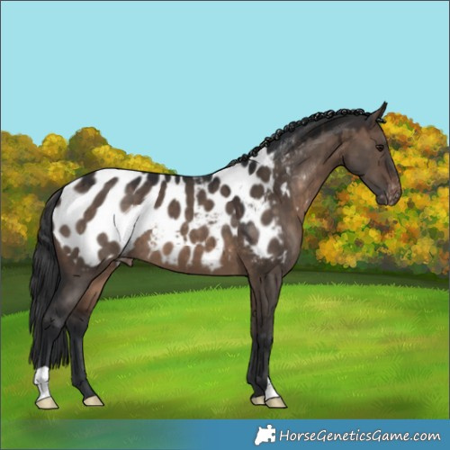 Horse Color:Brown Dun Appaloosa 