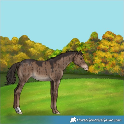 Horse Color:Liver Red Dun Varnish Brindle 