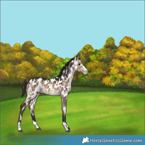 Horse Color:Brown Dun Near Leopard Brindle 