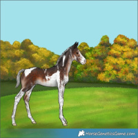 Horse Color:White Spotted Silver Brown Tobiano