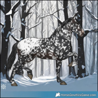 Horse Color:Brown Appaloosa 