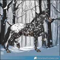 Horse Color:Brown Appaloosa 