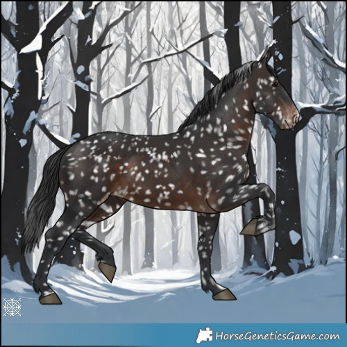 Horse Color:Brown Appaloosa
