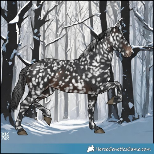 Horse Color:Brown Appaloosa
