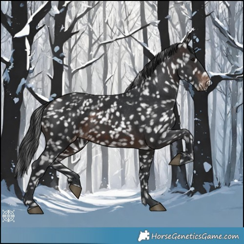Horse Color:Brown Appaloosa 