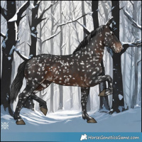 Horse Color:Brown Appaloosa