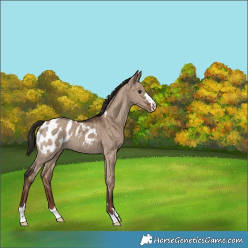 Horse Color:Liver Red Dun Appaloosa Brindle 