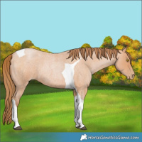 Horse Color:Bay Roan Pearl Tobiano