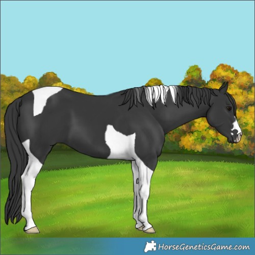 Horse Color:Black Tobiano