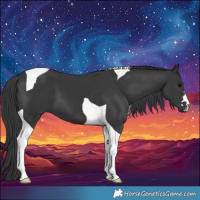 Horse Color:Black Tobiano