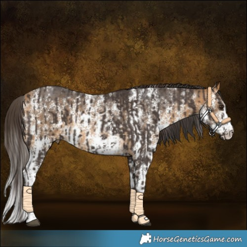 Horse Color:Liver Chestnut Sabino Rabicano and Buckskin Sabino Rabicano