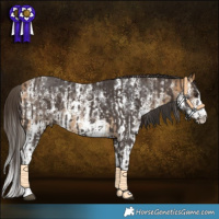 Horse Color:Liver Chestnut Sabino Rabicano and Buckskin Sabino Rabicano
