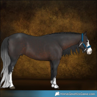 Horse Color:Brown Sabino 