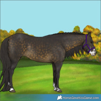 Horse Color:Buckskin Sabino Rabicano