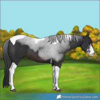 Horse Color:Brown Sabino Tobiano 