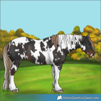 Horse Color:White Spotted Liver Chestnut Tobiano Rabicano 
