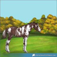 Horse Color:White Spotted Chocolate Brown Sabino Appaloosa Rabicano 