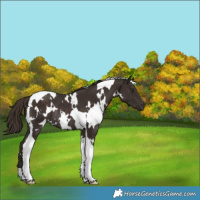 Horse Color:White Spotted Liver Chestnut Tobiano Rabicano 