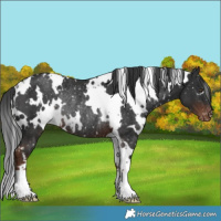 Horse Color:White Spotted Liver Chestnut Appaloosa Rabicano 