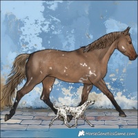 Horse Color:White Spotted Liver Red Dun 