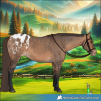 Horse Color:Bay Dun Appaloosa Brindle 