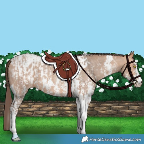 Horse Color:Amber Champagne Sabino Tobiano Appaloosa  and Amber Champagne Sabino Tobiano Appaloosa 