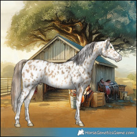Horse Color:Amber Cream Champagne Appaloosa  and Amber Cream Champagne Appaloosa 