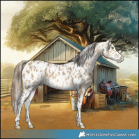 Horse Color:Amber Cream Champagne Appaloosa and Amber Cream Champagne Appaloosa
