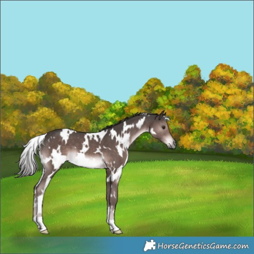Horse Color:Platinum White Spotted Liver Chestnut 