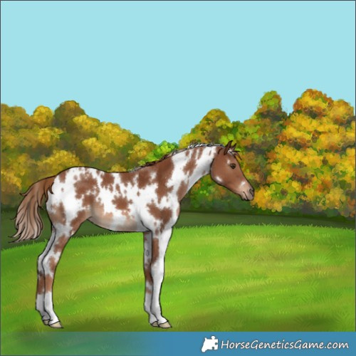 Horse Color:White Spotted Chestnut 