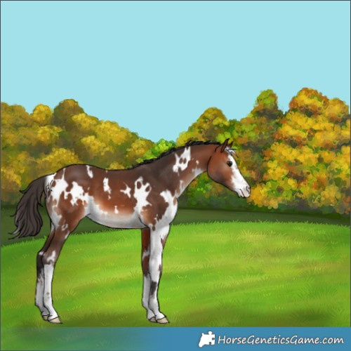 Horse Color:White Spotted Bay 