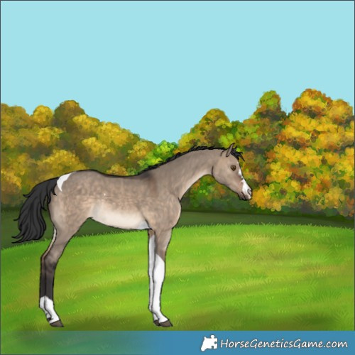 Horse Color:Brown Dun Tobiano Rabicano 