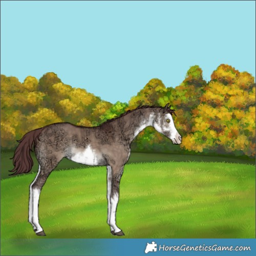 Horse Color:White Spotted Chocolate Brown Ice Dun Rabicano 